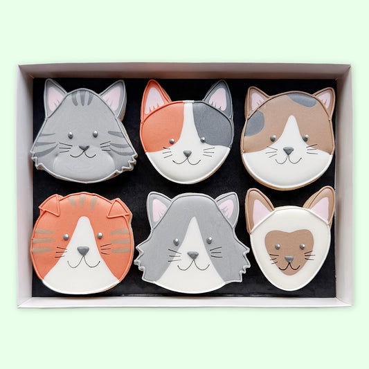 Six hand-iced cat face biscuits with grey, ginger, brown and cream markings arranged in a white gift box on a pale green background.