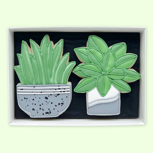 House Plant Iced Biscuits
